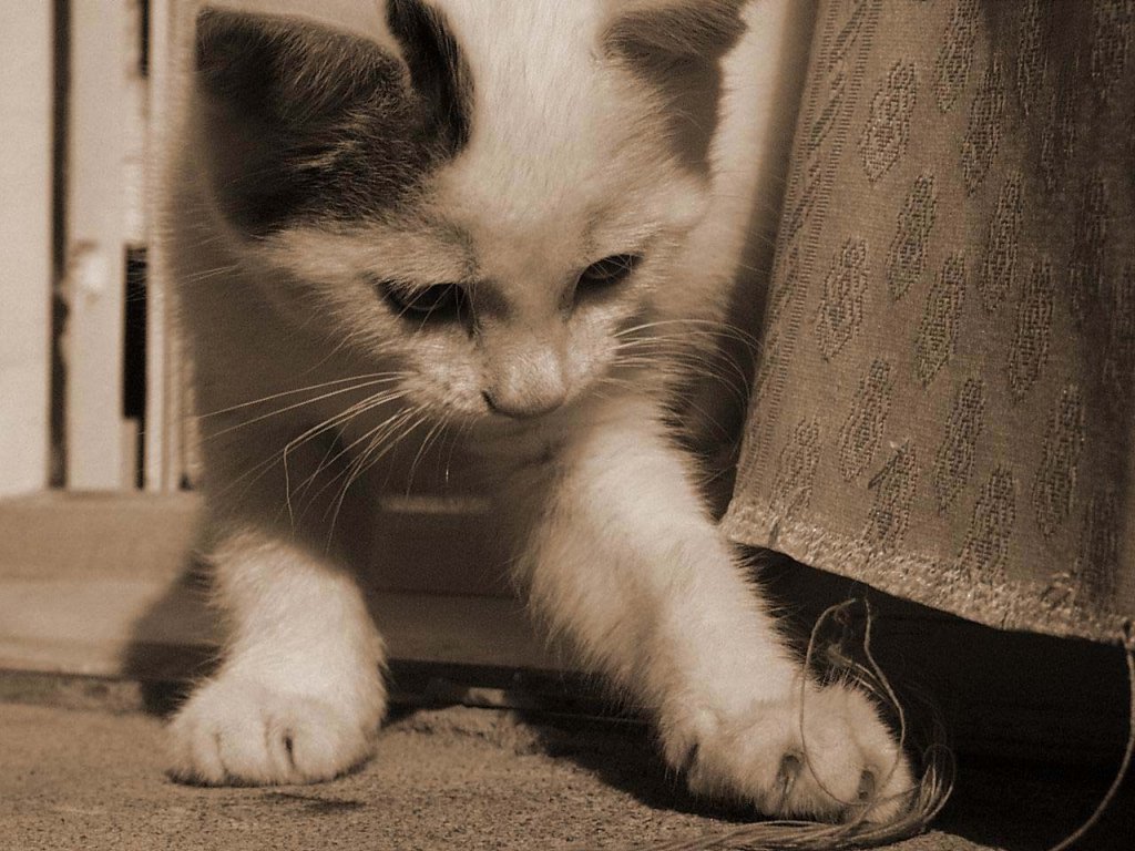 chat