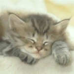 chat